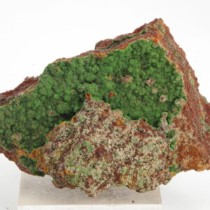 Conichalcite Mexique 5x3.5cm (conimpf19)