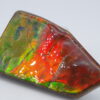 Ammolite du Canada