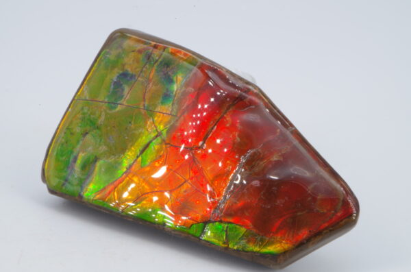 Ammolite du Canada