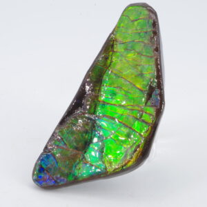 Ammolite du Canada