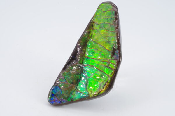 Ammolite du Canada