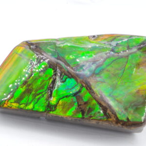Ammolite du Canada
