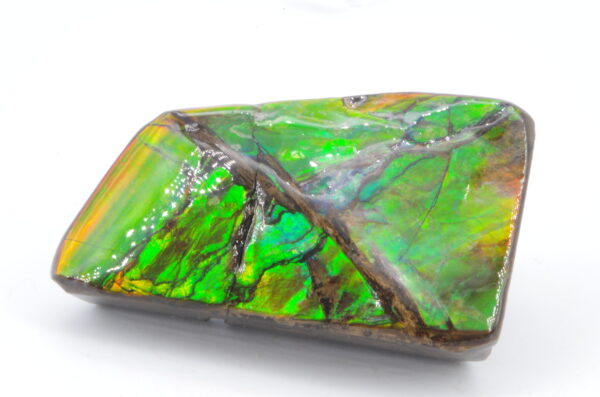 Ammolite du Canada