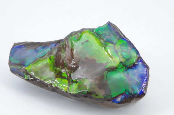 Ammolite du Canada